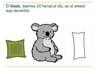 El Koala, duerme 22 horas al día, es el animal
mas dormilón.
 