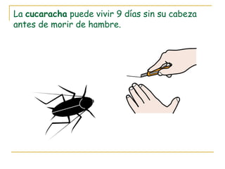La cucaracha puede vivir 9 días sin su cabeza
antes de morir de hambre.