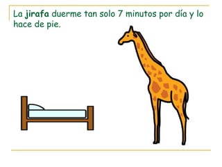 La jirafa duerme tan solo 7 minutos por día y lo
hace de pie.
 