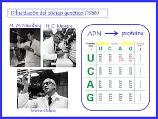Dilucidación del código genético (1966)

M. W. Nirenberg   H. G. Khorana
                                  ADN     proteína




          Severo Ochoa
 