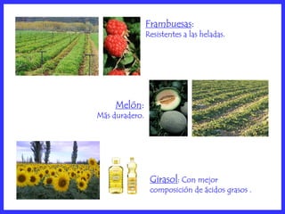 Frambuesas:
                Resistentes a las heladas.




     Melón:
Más duradero.




                 Girasol: Con mejor
                 composición de ácidos grasos .
 