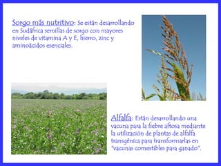 Sorgo más nutritivo: Se están desarrollando
en Sudáfrica semillas de sorgo con mayores
niveles de vitamina A y E, hierro, zinc y
aminoácidos esenciales.




                                     Alfalfa: Están desarrollando una
                                     vacuna para la fiebre aftosa mediante
                                     la utilización de plantas de alfalfa
                                     transgénica para transformarlas en
                                     "vacunas comestibles para ganado".
 
