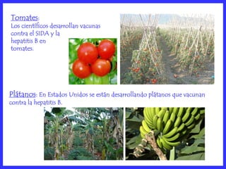 Tomates:
Los científicos desarrollan vacunas
contra el SIDA y la
hepatitis B en
tomates.




Plátanos: En Estados Unidos se están desarrollando plátanos que vacunan
contra la hepatitis B.
 