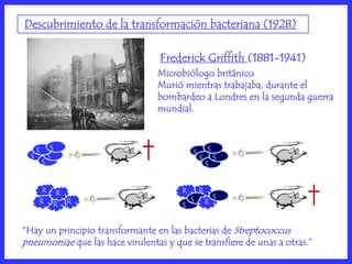 Descubrimiento de la transformación bacteriana (1928)

                                  Frederick Griffith (1881-1941)
                                 Microbiólogo británico
                                 Murió mientras trabajaba, durante el
                                 bombardeo a Londres en la segunda guerra
                                 mundial.



      S        S                                   S
                                           S
  S           S                                S       S
          S                                        S


       R R                             R       R
                                           S           S
      R R R                            S           R


“Hay un principio transformante en las bacterias de Streptococcus
pneumoniae que las hace virulentas y que se transfiere de unas a otras.”
 