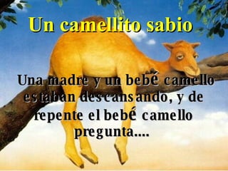 Un camellito sabio Una madre y un beb é  camello estaban descansando, y de repente el beb é  camello pregunta....  