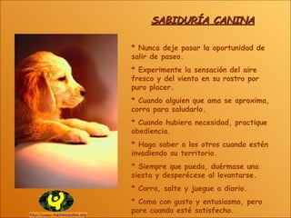 SABIDURÍA CANINA * Nunca deje pasar la oportunidad de salir de paseo. * Experimente la sensación del aire fresco y del viento en su rostro por puro placer. * Cuando alguien que ama se aproxima, corra para saludarlo. * Cuando hubiera necesidad, practique obediencia. * Haga saber a los otros cuando estén invadiendo su territorio. * Siempre que pueda, duérmase una siesta y desperécese al levantarse. * Corra, salte y juegue a diario. * Coma con gusto y entusiasmo, pero pare cuando esté satisfecho. 