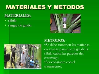 MATERIALES Y METODOS MATERIALES: sábila sangre de grado METODOS :   Se debe tomar en las mañanas en ayunas para que el gel de la sábila cubra las paredes del estomago. Ser constante con el tratamiento. 