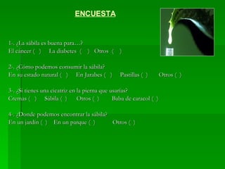 1-. ¿La sábila es buena para…? El cáncer (  )  La diabetes  (  )  Otros  (  ) 2-. ¿Cómo podemos consumir la sábila? En su estado natural (  )  En Jarabes (  )  Pastillas (  )  Otros (  )  3-. ¿Si tienes una cicatriz en la pierna que usarías? Cremas (  )  Sábila (  )  Otros (  )  Baba de caracol (  ) 4-. ¿Donde podemos encontrar la sábila? En un jardín (  )  En un parque (  )  Otros (  ) ENCUESTA 