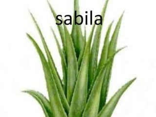 sabila
 