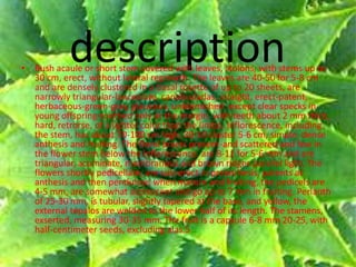 description• Bush acaule or short stem covered with leaves, stolons, with stems up to
30 cm, erect, without lateral regrowth. The leaves are 40-50 for 5-8 cm
and are densely clustered in a basal rosette of up to 20 sheets, are
narrowly triangular-lanceolate, canaliculadas, straight, erect-patent,
herbaceous-green-gray, glaucous, unblemished -except clear specks in
young offspring-toothed only at the margin, with teeth about 2 mm thick,
hard, retrorse, of a lighter color than the limbo. Inflorescence, including
the stem, has about 70-100 cm high, 30-50 cluster 5-6 cm, simple, dense
anthesis and fruiting. The floral bracts present-and scattered and few in
the flower stem below the inflorescence, are 8-11 for 5-6 mm and are
triangular, acuminate, membranous and brown ridges parallel light. The
flowers shortly pedicellate, are sub-erect in preanthesis, patents at
anthesis and then pendulous when mature and fruiting, the pedicels are
4-5 mm, are somewhat accrescent and go up to 7 mm in fruiting. Perianth
of 25-30 mm, is tubular, slightly tapered at the base, and yellow, the
external tépalos are welded to the lower half of its length. The stamens,
exserted, measuring 30-35 mm. The fruit is a capsule 6-8 mm 20-25, with
half-centimeter seeds, excluding alas.5
 