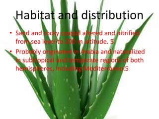 Habitat and distribution
• Sand and rocky coastal altered and nitrified
from sea level to 200 m altitude. 5
• Probably originated in Arabia and naturalized
in subtropical and temperate regions of both
hemispheres, including Mediterráneo.5
 