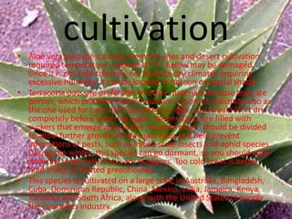 cultivation• Aloe vera because it comes from hot sites and desert cultivation
required temperature is above 10 ° C, below may be damaged,
since it is not cold-tolerant, nor tolerate dry climates requiring
excessive humidity. It can be located in full sun or partial shade.
• Terracotta pots are preferable to other materials because they are
porous, which prevents excess moisture. A porous substrate also as
the one used for cacti and succulents is right, you should let it dry
completely before watering again. When plants are filled with
suckers that emerge around the "mother plant" should be divided
to allow further growth of the main floor and help prevent
infestations of pests, such as mites, scale insects and aphid species.
During the winter, this species can go dormant, so you should stop
watering, especially if you are outdoors. Too cold areas is better
hold inside or heated greenhouses.
• This species is cultivated on a large scale in Australia, Bangladesh,
Cuba, Dominican Republic, China, Mexico, India, Jamaica, Kenya,
Tanzania and South Africa, along with the United States to supply
the cosmetics industry.
 