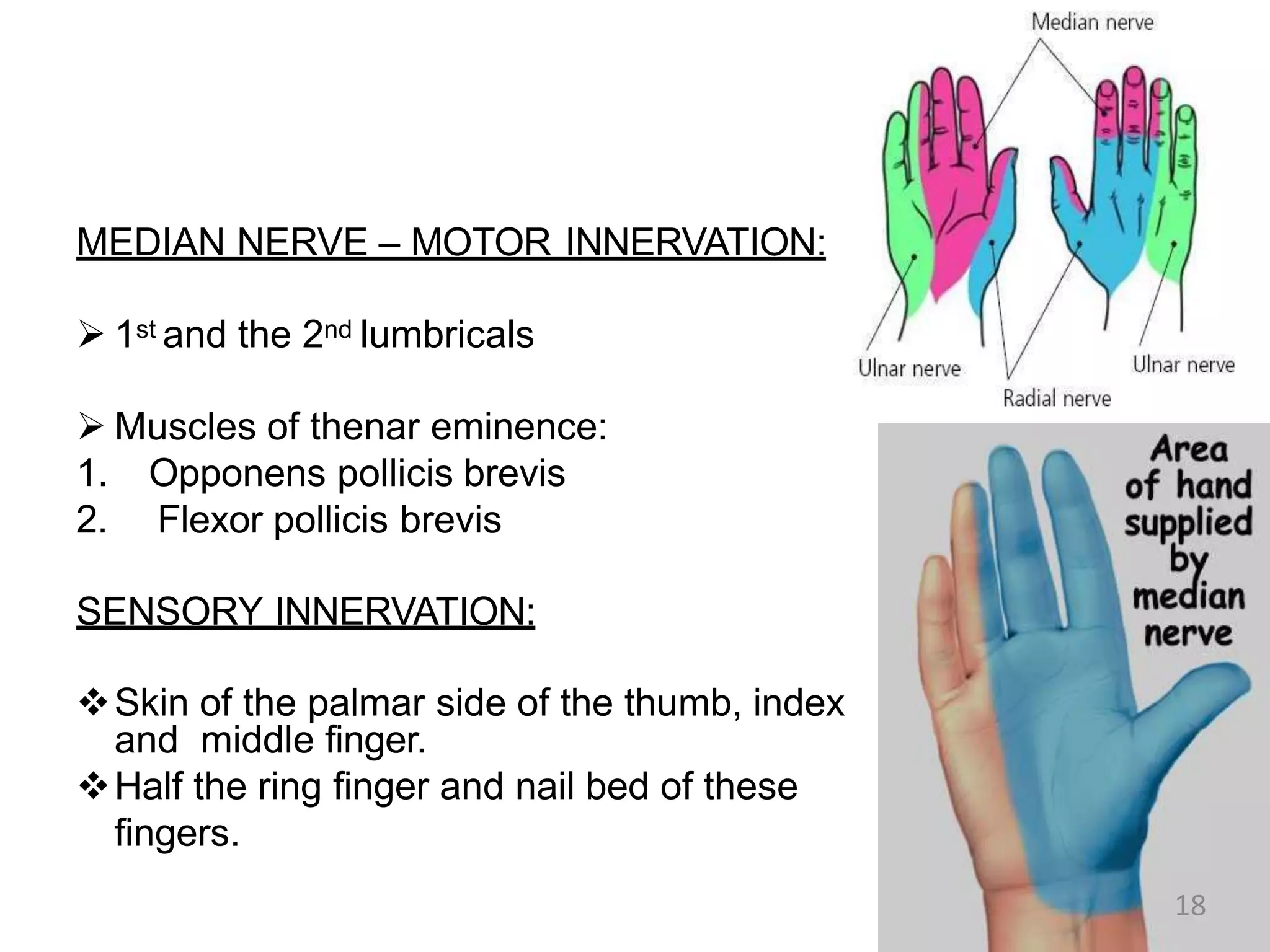 MEDIAN NERVE – MOTOR INNERVATION:
 1st and the 2nd lumbricals
 Muscles of thenar eminence:
1. Opponens pollicis brevis
2. Flexor pollicis brevis
SENSORY INNERVATION:
Skin of the palmar side of the thumb, index
and middle finger.
Half the ring finger and nail bed of these
fingers.
18
 