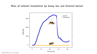 Rate of ethanol metabolism by honey bee and Oriental hornet
Bouchebti et al. in prep
 