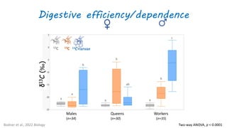 Digestive efficiency/dependence
a
a
a
ab
a
b
b
b
c
Two-way ANOVA, p < 0.0001
Queens
(n=30)
Males
(n=34)
Workers
(n=35)
δ
13
C
(‰)
Bodner et al., 2022 Biology
13C
12C 13C+larvae
 