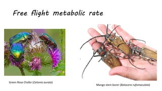 Free flight metabolic rate
Green Rose Chafer (Cetonia aurata)
Mango stem borer (Batocera rufomaculata)
 
