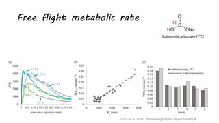 Free flight metabolic rate
Sodium bicarbonate (13C)
13
Urca et al. 2021. Proceedings of the Royal Society B
 