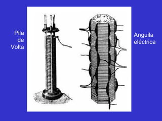 Pila   Anguila
  de    eléctrica
Volta
 