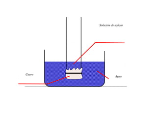 Solución de azúcar




Cuero
                    Agua
 