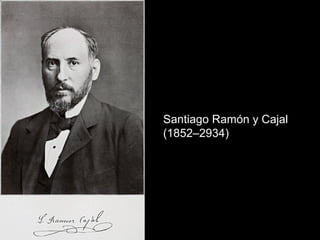 Santiago Ramón y Cajal
(1852–2934)
 