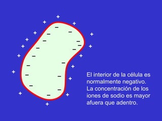 +
                        +                   +
                                –
                    +       –           –            +
            +           –                       –
        +           –                           –   +
                                            –
    +           –                               +
            –                       –
                                            +
+           –                                       El interior de la célula es
                                –       +
                                                    normalmente negativo.
                –
                                –                   La concentración de los
    +                       –           +           iones de sodio es mayor
                        +                           afuera que adentro.
 