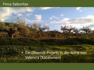 Finca Saboritas
• Ein Olivenöl-Projekt in der Nähe von
Valencia (Katalonien)
 