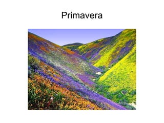 Primavera 