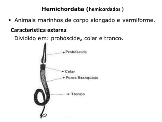 Hemichordata (hemicordados )
 Animais marinhos de corpo alongado e vermiforme.
Característica externa
Dividido em: probóscide, colar e tronco.
 