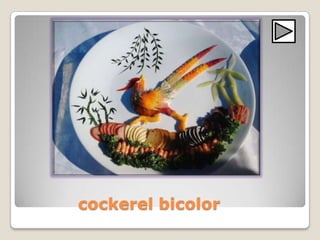 cockerel bicolor

 