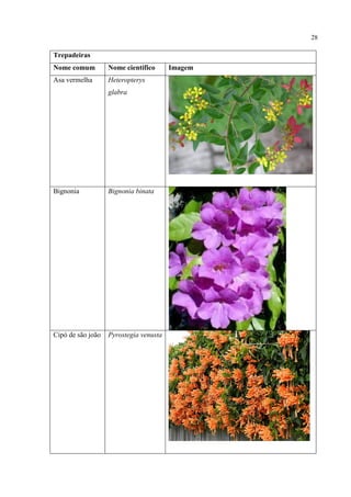 28
Trepadeiras
Nome comum Nome científico Imagem
Asa vermelha Heteropterys
glabra
Bignonia Bignonia binata
Cipó de são joão Pyrostegia venusta
 