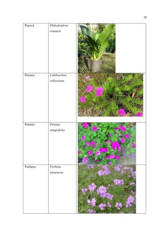 30
Pacová Philodendron
renauxii
Petunia Calibrachoa
sellowiana
Petunia Petunia
integrifolia
Verbena Verbena
tenuisecta
 