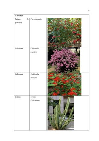 31
Arbustos
Brinco de
princesa
Fuchsia regia
Caliandra Calliandra
brevipes
Caliandra Calliandra
tweediei
Cereus Cereus
Peruvianus
 