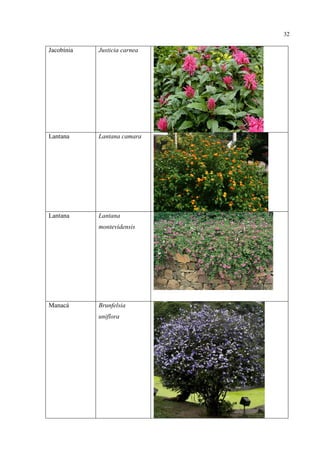 32
Jacobínia Justicia carnea
Lantana Lantana camara
Lantana Lantana
montevidensis
Manacá Brunfelsia
uniflora
 