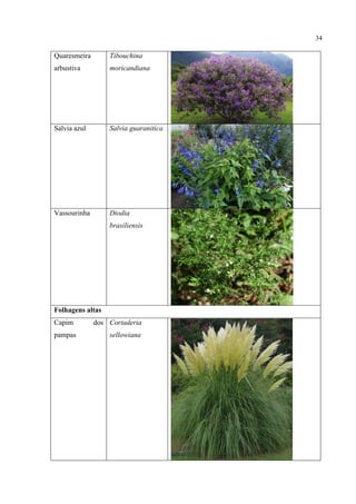 34
Quaresmeira
arbustiva
Tibouchina
moricandiana
Salvia azul Salvia guaranitica
Vassourinha Diodia
brasiliensis
Folhagens altas
Capim dos
pampas
Cortaderia
sellowiana
 