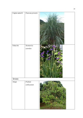 35
Capim santa fé Panicum prionitis
Falsa íris Neomarica
caerulea
Árvores
Araçá Psidium
cattleyanum
 