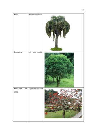 36
Butiá Butia eryosphata
Camboim Myrciaria tenella
Corticeira da
serra
Erythrina speciosa
 