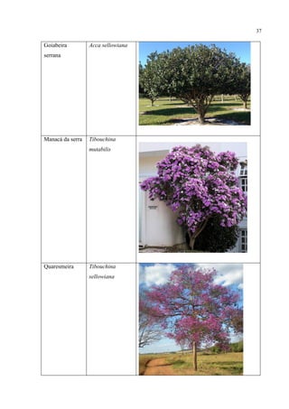 37
Goiabeira
serrana
Acca sellowiana
Manacá da serra Tibouchina
mutabilis
Quaresmeira Tibouchina
sellowiana
 