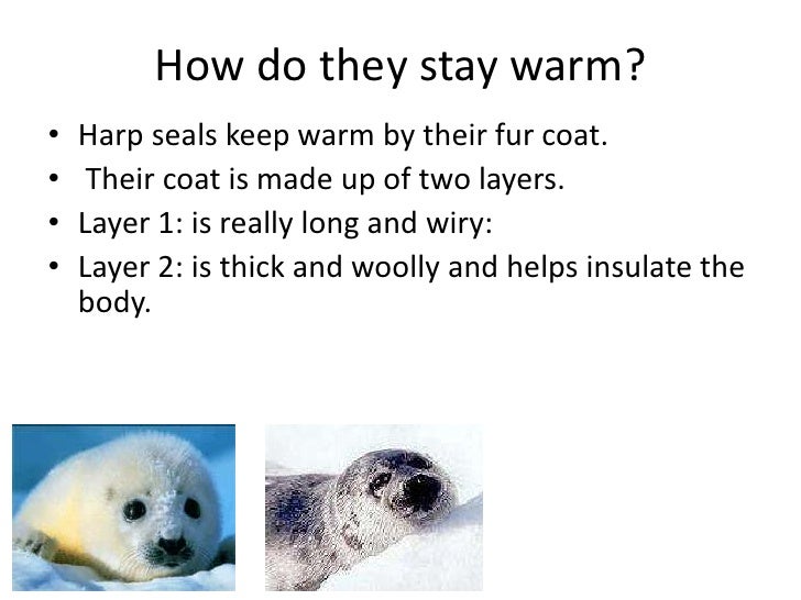 What are some interesting facts about harp seals?