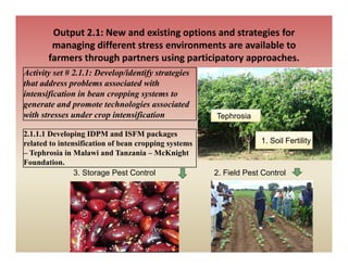 Output 2.1: New and existing options and strategies for 
        managing different stress environments are available to 
             g g
       farmers through partners using participatory approaches.
Activity set # 2.1.1: Develop/identify strategies
that address problems associated with
intensification in bean cropping systems to
generate and promote technologies associated
with stresses under crop intensification              Tephrosia

2.1.1.1 Developing IDPM and ISFM packages
related to intensification of bean cropping systems                1. Soil Fertility
– T h i i Malawi and Tanzania – M K i ht
  Tephrosia in M l i d T             i  McKnight
Foundation.
                3. Storage Pest Control               2. Field Pest Control
 