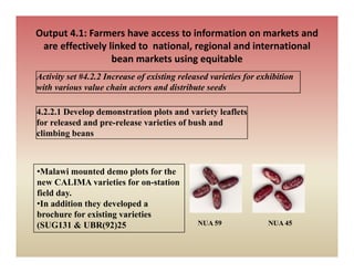 Output 4.1: Farmers have access to information on markets and 
 are effectively linked to  national, regional and international 
               y                    , g
                  bean markets using equitable 
Activity set #4.2.2 Increase of existing released varieties for exhibition
with various value chain actors and distribute seeds
 ih      i       l    h i            d di ib        d

4.2.2.1 Develop demonstration plots and variety leaflets
for released and pre-release varieties of bush and
climbing beans



•Malawi mounted demo plots for the
new CALIMA varieties for on-station
field day.
•In addition they developed a
brochure for existing varieties
(SUG131 & UBR(92)25                           NUA 59              NUA 45
 