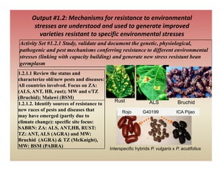 Output #1.2: Mechanisms for resistance to environmental 
       stresses are understood and used to generate improved 
         varieties resistant to specific environmental stresses
                                     f               l
Activity Set #1.2.1 Study, validate and document the genetic, physiological,
pathogenic and pest mechanisms conferring resistance to different environmental
stresses (linking with capacity building) and generate new stress resistant bean
germplasm
1.2.1.1 Review the status and
characterize old/new pests and diseases:
All countries involved. Focus on ZA:
(ALS, ANT, HB, rust); MW and s/TZ
(Bruchid); Malawi
(B hid) M l i (BSM)
                                               Rust               ALS             Bruchid
1.2.1.2. Identify sources of resistance to
new races of pests and diseases that               Rojo        G40199            ICA Pijao
may have emerged (p
   y             g (partly due to
                           y
climate change): specific site focus:
SABRN: ZA: ALS, ANT,HB, RUST:
TZ: ANT, ALS (AGRA) and MW:
Bruchid (AGRA) & TZ (McKnight),
                          (McKnight)
MW: BSM (PABRA)
                                             Interspecific hybrids P. vulgaris x P. acutifolius
 