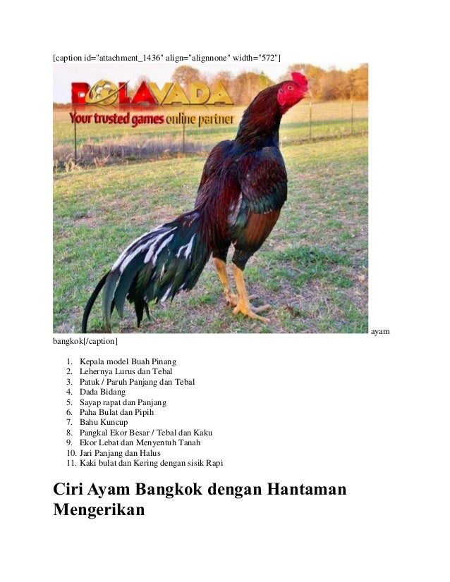 sabung-ayam-2-638.jpg?cb=1497972042