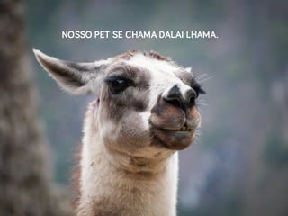 NOSSO PET SE CHAMA DALAI LHAMA.
 