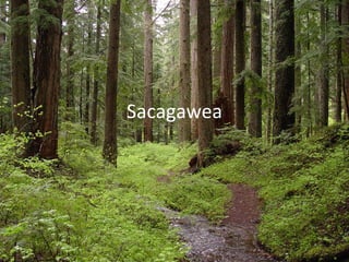 Sacagawea 