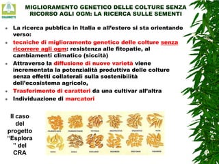 MIGLIORAMENTO GENETICO DELLE COLTURE SENZA
RICORSO AGLI OGM: LA RICERCA SULLE SEMENTI









La ricerca pubblica in Italia e all’estero si sta orientando
verso:
tecniche di miglioramento genetico delle colture senza
ricorrere agli ogm: resistenza alle fitopatie, al
cambiamenti climatico (siccità)
Attraverso la diffusione di nuove varietà viene
incrementata la potenzialità produttiva delle colture
senza effetti collaterali sulla sostenibilità
dell’ecosistema agricolo,
Trasferimento di caratteri da una cultivar all’altra
Individuazione di marcatori

Il caso
del
progetto
“Esplora
” del
CRA

 