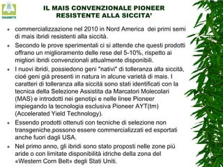 IL MAIS CONVENZIONALE PIONEER
RESISTENTE ALLA SICCITA’










commercializzazione nel 2010 in Nord America dei primi semi
di mais ibridi resistenti alla siccità.
Secondo le prove sperimentali ci si attende che questi prodotti
offrano un miglioramento delle rese del 5-10%, rispetto ai
migliori ibridi convenzionali attualmente disponibili.
I nuovi ibridi, possiedono geni "nativi" di tolleranza alla siccità,
cioé geni già presenti in natura in alcune varietà di mais. I
caratteri di tolleranza alla siccità sono stati identificati con la
tecnica della Selezione Assistita da Marcatori Molecolari
(MAS) e introdotti nei genotipi e nelle linee Pioneer
impiegando la tecnologia esclusiva Pioneer AYT(tm)
(Accelerated Yield Technology).
Essendo prodotti ottenuti con tecniche di selezione non
transgeniche,possono essere commercializzati ed esportati
anche fuori dagli USA.
Nel primo anno, gli ibridi sono stato proposti nelle zone più
aride o con limitate disponibilità idriche della zona del
«Western Corn Belt» degli Stati Uniti.

 