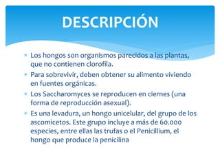  Los hongos son organismos parecidos a las plantas,
que no contienen clorofila.
 Para sobrevivir, deben obtener su alimento viviendo
en fuentes orgánicas.
 Los Saccharomyces se reproducen en ciernes (una
forma de reproducción asexual).
 Es una levadura, un hongo unicelular, del grupo de los
ascomicetos. Este grupo incluye a más de 60.000
especies, entre ellas las trufas o el Penicillium, el
hongo que produce la penicilina
DESCRIPCIÓN
 