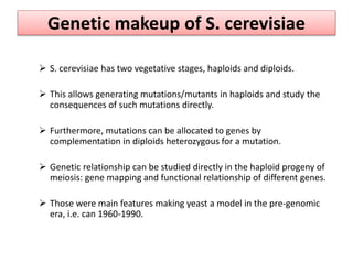 Genetic makeup of S. cerevisiae
 S. cerevisiae has two vegetative stages, haploids and diploids.
 This allows generating mutations/mutants in haploids and study the
consequences of such mutations directly.
 Furthermore, mutations can be allocated to genes by
complementation in diploids heterozygous for a mutation.
 Genetic relationship can be studied directly in the haploid progeny of
meiosis: gene mapping and functional relationship of different genes.
 Those were main features making yeast a model in the pre-genomic
era, i.e. can 1960-1990.
 