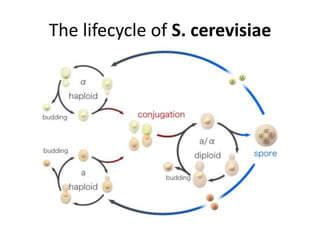 The lifecycle of S. cerevisiae
 
