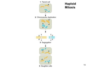 Haploid
Mitosis
13
 